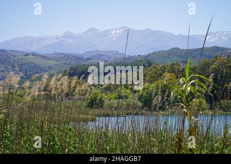 Wildblumenwiese. Fotografiert in Kreta, Griechenland Stockfoto