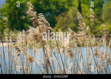 Wildblumenwiese. Fotografiert in Kreta, Griechenland Stockfoto