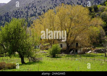 Wildblumenwiese. Fotografiert in Kreta, Griechenland Stockfoto