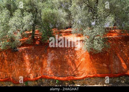 Olivenplantage. Der Boden ist mit Tuch bedeckt, um die Oliven während der Ernte zu sammeln, die in Kreta Griechenland fotografiert wurde Stockfoto