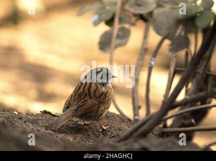 Die Dunnock ist nicht mit anderen Mitgliedern der Sperling-Familie verwandt, aber sie haben sich auch angepasst, um in Gärten und städtischen Gebieten zu gedeihen. Stockfoto