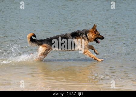 Junger glücklicher Deutscher Schäferhund, spielt im Wasser. Der Hund spritzt, läuft und springt fröhlich im See. Stockfoto