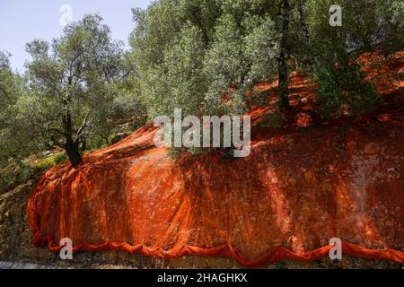 Olivenplantage. Der Boden ist mit Tuch bedeckt, um die Oliven während der Ernte zu sammeln, die in Kreta Griechenland fotografiert wurde Stockfoto