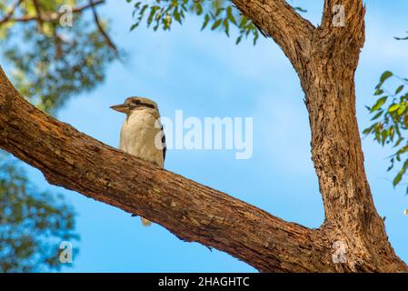 Ein Laughing Kookaburra (Dacelo novaeguineae) sitzt auf einem Ast eines Eukalyptusbaum. Kookaburras sind nur in Australien und Neuguinea. Stockfoto