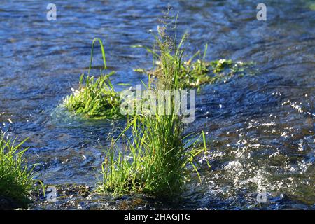 Grüne Pflanze in Süßwasser an der Quelle des Flusses Gacka in Kroatien Stockfoto