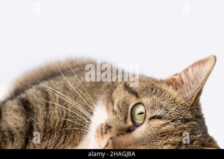 Graue Kurzhaarkatze mit gestromten Katzen vor blauem Hintergrund. Für Text platzieren. Selektiver Fokus. Stockfoto