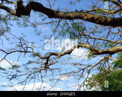 Rückwasser von Kerala-Götter eigenes Land Stockfoto