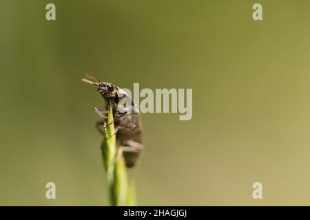 Kriechender Käfer auf einer Blume in Makrofotografie. Detailreiche und interessante Insekten in ihrer Umgebung Stockfoto