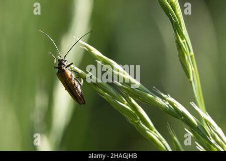 Kriechender Käfer auf einer Blume in Makrofotografie. Detailreiche und interessante Insekten in ihrer Umgebung Stockfoto