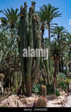 Kaktus im botanischen Garten Stockfoto