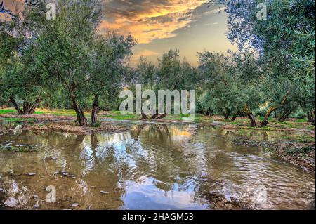 Bewässerung durch Überschwemmung in einer Plantage von Olivos Stockfoto