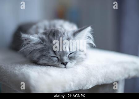 Niedliches persisches Kätzchen, das zu Hause auf dem Sofa liegt Stockfoto