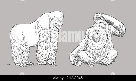 Gorilla und Orang-Utan-Illustration. Große Affen zum ausmalen. Stockfoto