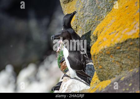 Zwei Razorbillvögel auf Felsen auf den Saltee-Inseln. Irland Stockfoto