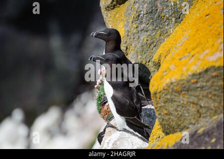 Zwei Razorbillvögel auf Felsen auf den Saltee-Inseln. Irland Stockfoto