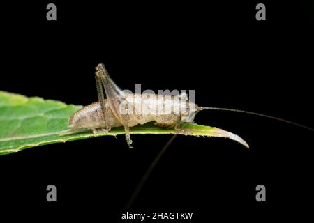 Graues Kricketinsekt auf Blatt, Stridulationsarten, Satara, Maharashtra, Indien Stockfoto