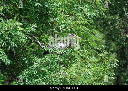 Graureiher (Ardea cinerea) sitzen auf einem Baum Stockfoto