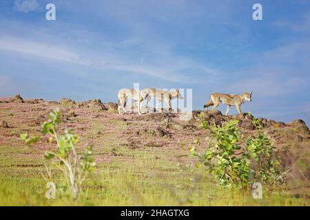 Indische Wölfe, Canis lupus pallipes mit ihrem Rudel, Satara, Maharashtra, Indien Stockfoto