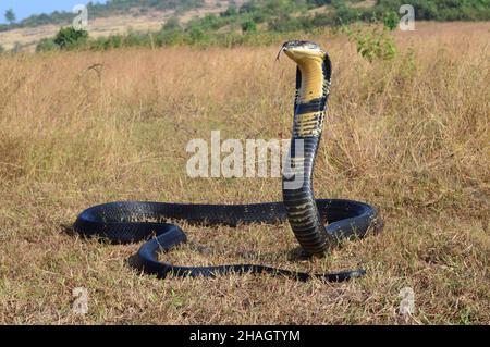 Die Königskobra, Ophiophagus hannah, ist eine giftige Schlangenart von elapids, die in den Dschungeln in Süd- und Südostasien, goa Indien, endemisch ist Stockfoto