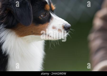 Miniatur American Shepherd Nahaufnahme von Hunden Gesicht Stockfoto