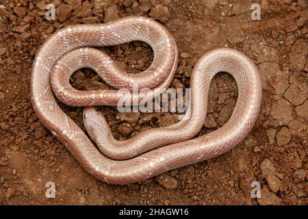 Teilweiser Albino gemeiner Krait, Bungarus caeruleus, Satara, Maharashtra, Indien Stockfoto