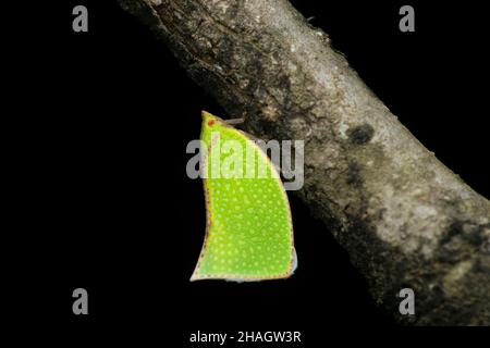 Fischmottenbehälter, Siphanta acuta, Satara, Maharashtra, Indien Stockfoto