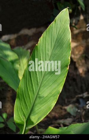 Blatt des indischen Schusses, Canna indica seine Verwendung für biologisch abbaubaren Kunststoff, Satara, Maharashtra, Indien Stockfoto