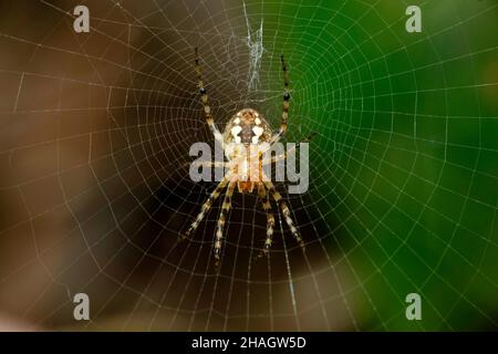 Ventral der Signature Spinne, Satara, Maharashtra, Indien Stockfoto