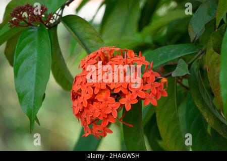 Westindische Jasminblüten, Ixora-Arten, Satara Maharashtra Indien Stockfoto