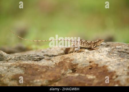 Weibliche Pondichéry-Fächerklaue, Sitana ponticeriana, Satara, Maharashtra, Indien Stockfoto