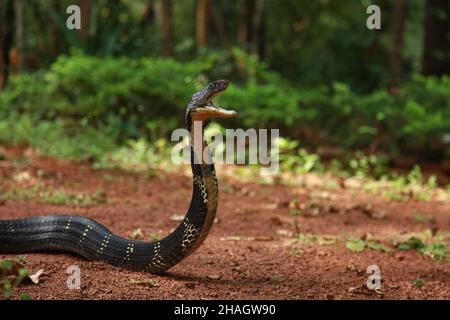 Die Königskobra, Ophiophagus hannah, ist eine giftige Schlangenart von elapids, die in den Dschungeln in Süd- und Südostasien, goa indien, endemisch ist Stockfoto