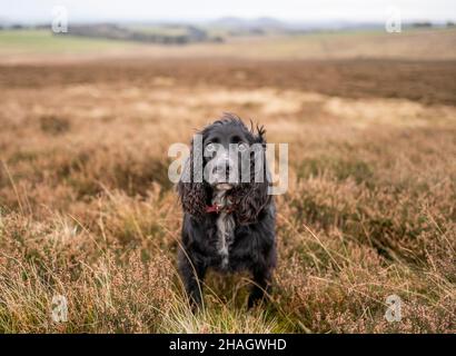 Lauder Moor, Scottish Borders, Großbritannien. 13th Dez 2021. Bud, der Cocker-Spaniel, der am Morgen seinen Spaziergang durch die Heide auf Lauder Moor in den Scottish Borders genossen hat. Cocker Spaniels gehören zu den zehn besten Hunderassen von 2021. Bildnachweis: phil wilkinson/Alamy Live News Stockfoto