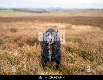 Lauder Moor, Scottish Borders, Großbritannien. 13th Dez 2021. Bud, der Cocker-Spaniel, der am Morgen seinen Spaziergang durch die Heide auf Lauder Moor in den Scottish Borders genossen hat. Cocker Spaniels gehören zu den zehn besten Hunderassen von 2021. Bildnachweis: phil wilkinson/Alamy Live News Stockfoto