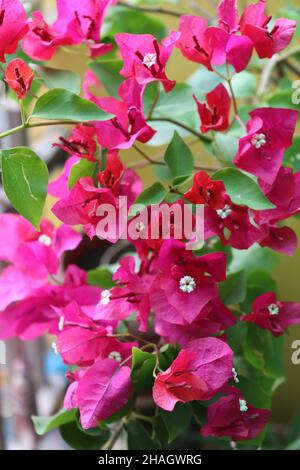 Rosa Bougainvillea blüht/Pflanze in einem Blumentopf/Apartment Balkon Garten Stockfoto