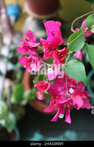 Rosa Bougainvillea blüht/Pflanze in einem Blumentopf/Apartment Balkon Garten Stockfoto
