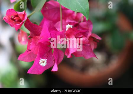 Rosa Bougainvillea blüht/Pflanze in einem Blumentopf/Apartment Balkon Garten Stockfoto