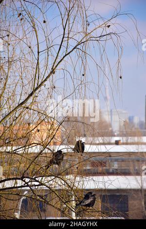 Auf einer Birke sitzen mehrere schwarze Krähen, von der Sonne beleuchtet, auf Ästen. Vor dem Hintergrund der Stadthäuser im Schnee und blauen Himmel Stockfoto