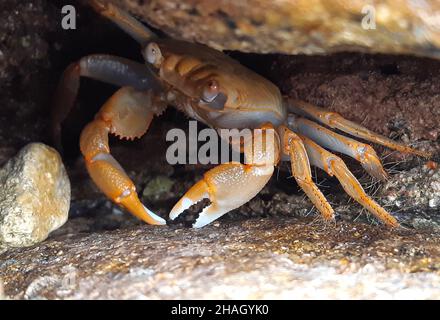 Eine kleine Krabbe sitzt unter einem Stein am Meer. Nahaufnahme. Stockfoto