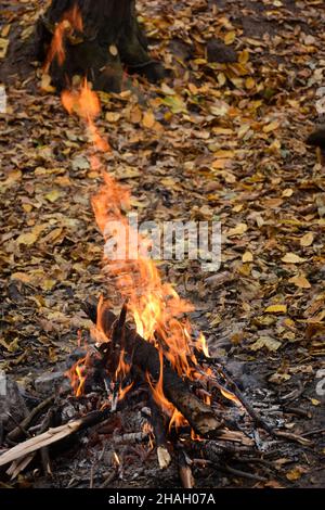 Ein helles Lagerfeuer aus Holzzweigen brennt vor einem Hintergrund von gelben Herbstblättern im Wald Stockfoto
