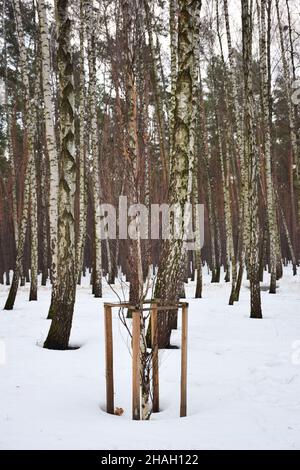 In einem verschneiten Winterwald wurde eine junge Birke gepflanzt und gepflegt, umgeben von einem Zaun Stockfoto
