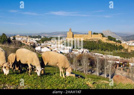 Antequera, Provinz Malaga, Andalusien, Südspanien. Blick über weidende Schafe auf die alcazaba oder die Burg. Hinter der Burg ist das Gesicht-Sha zu sehen Stockfoto