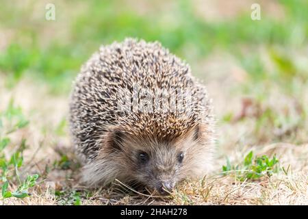 Igel, wilder, lokaler, europäischer Igel. Wissenschaftlicher Name: Erinaceus europaeus. Der Igel sitzt auf der Straße und sonnt sich Stockfoto