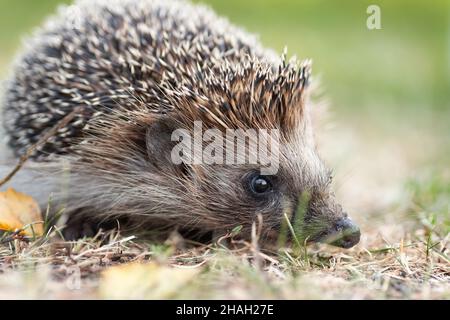 Igel, wilder, lokaler, europäischer Igel. Wissenschaftlicher Name: Erinaceus europaeus. Der Igel sitzt auf der Straße und sonnt sich Stockfoto