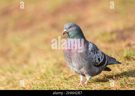 Potrait von Taubenvögeln, die auf grünem Gras im Park fressen Stockfoto
