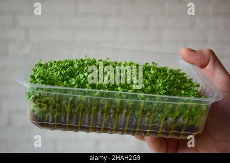 Gesprossene dekorative Grüns Basil Microgreen in einer Kunststoffbox in der Handfläche vor dem Hintergrund einer Ziegelwand. Grüns im Boden. Stockfoto