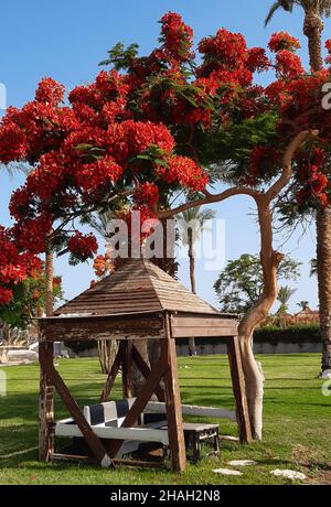 Alter leerer Holzpavillon unter einem südlichen Baum mit einer leuchtend roten Blattkrone Stockfoto