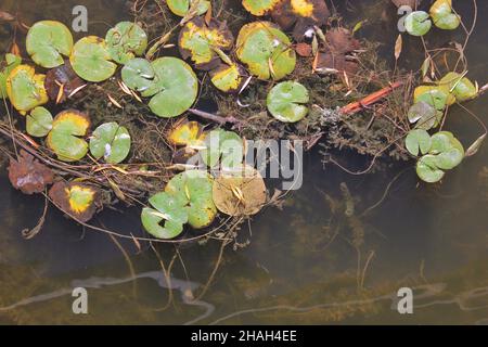 Saftig grüne Seerosen schwimmen auf der Oberfläche des Seerosenpools. Stockfoto