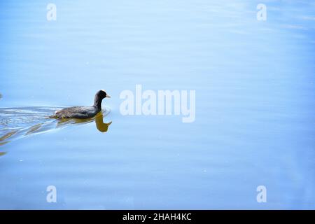 Eine Ente schwimmt auf der ruhigen Wasseroberfläche eines Sees oder Flusses. Die rechte Seite des Rahmens ist leer Stockfoto