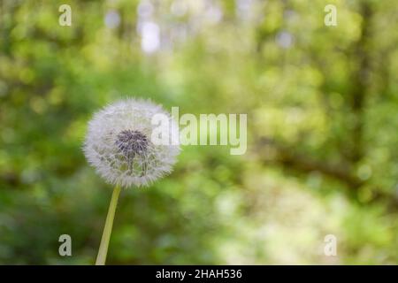 Auf der linken Seite des Rahmens befindet sich ein Dandelion auf einem unscharfen grünen Hintergrund. Nahaufnahme. Auf der rechten Seite befindet sich ein Platz zum Einsetzen des Stockfoto