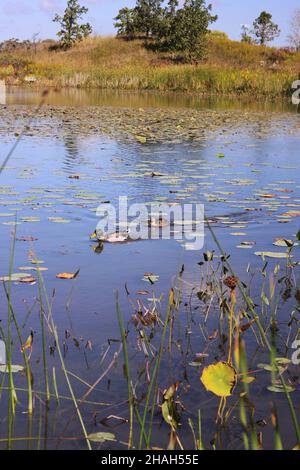 Zwei wilde Enten schwimmen im hiesigen Teich bei strahlendem Sonnenschein. Stockfoto